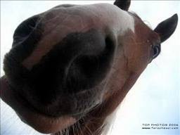 poney!!
